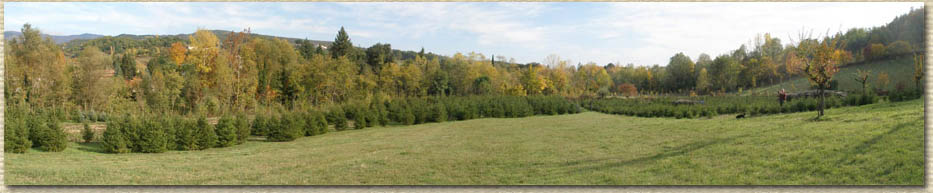 alberi di natale